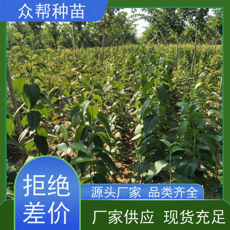 众帮种苗 两年苗 杜仲裸苗 乡村振兴苗木 无中间商