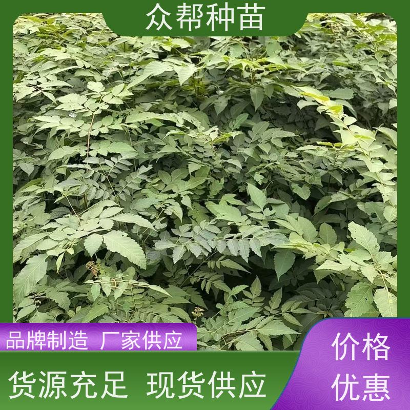 漆树苗 种苗 栾树容器苗 乡村振兴苗木 源头基地批发