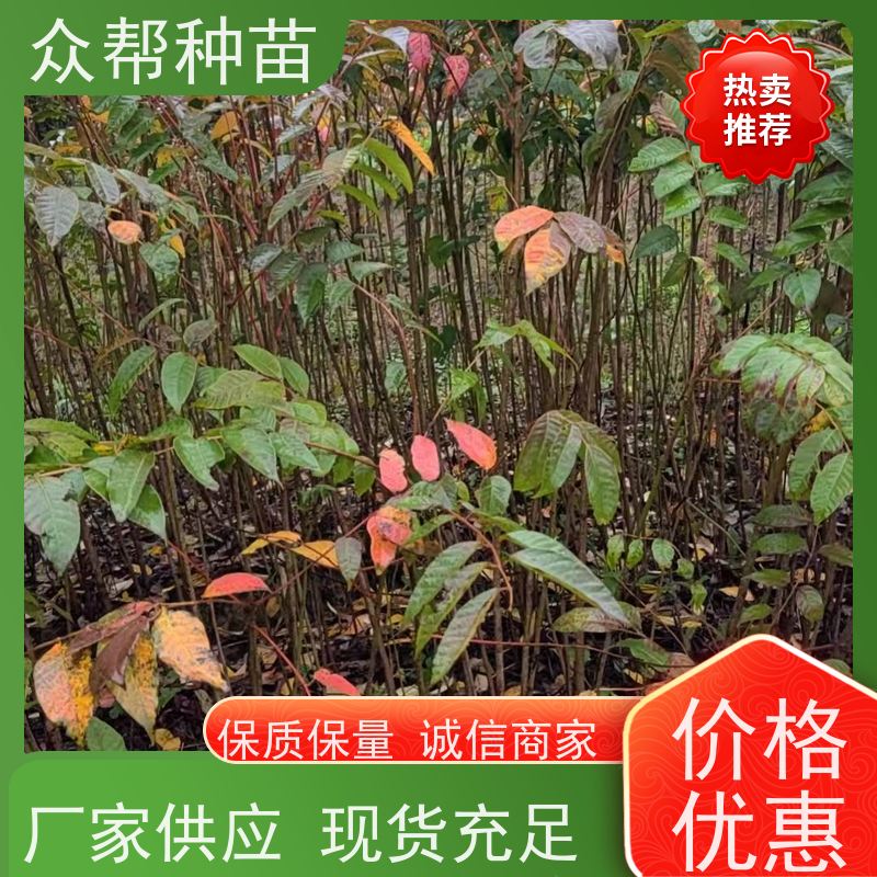 漆树苗 高50公分-100公分 漆树地苗 工程绿化 规格齐全
