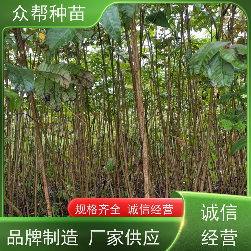 漆树苗 高50公分-100公分 漆树容器苗 经果林 无中间商
