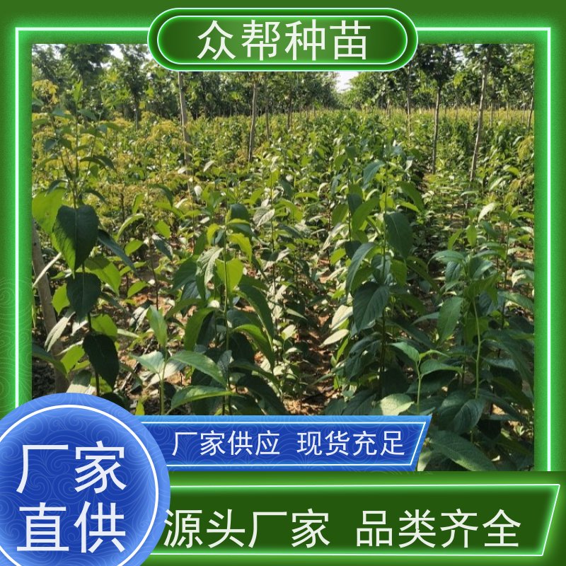 杜仲苗 高50公分-100公分 杜仲苗 工程绿化 货源充足
