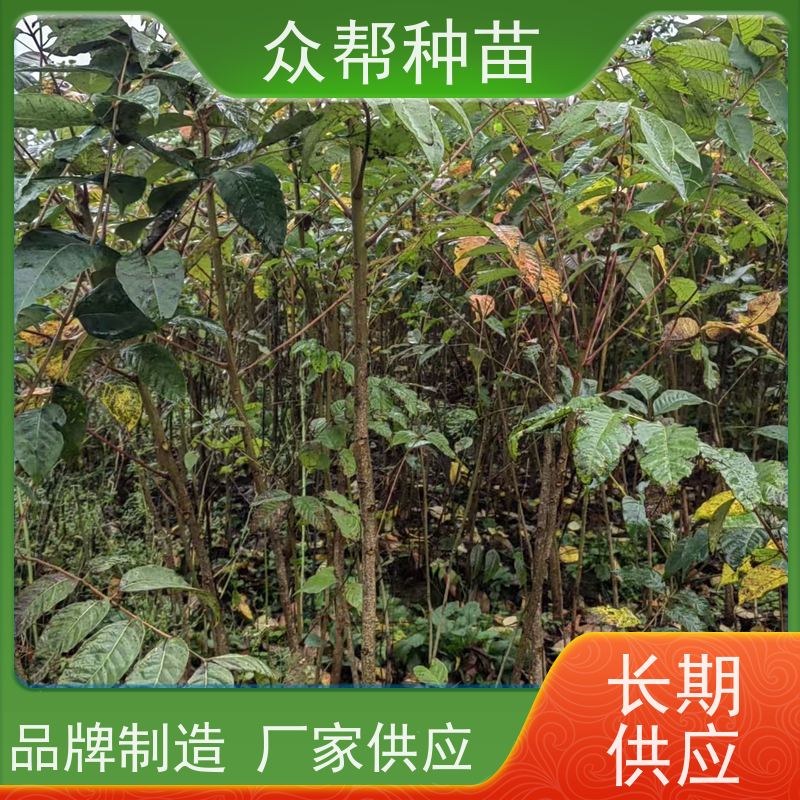 漆树苗 地径0.8公分杯苗 漆树地苗 乡村振兴苗木 苗圃基地直供