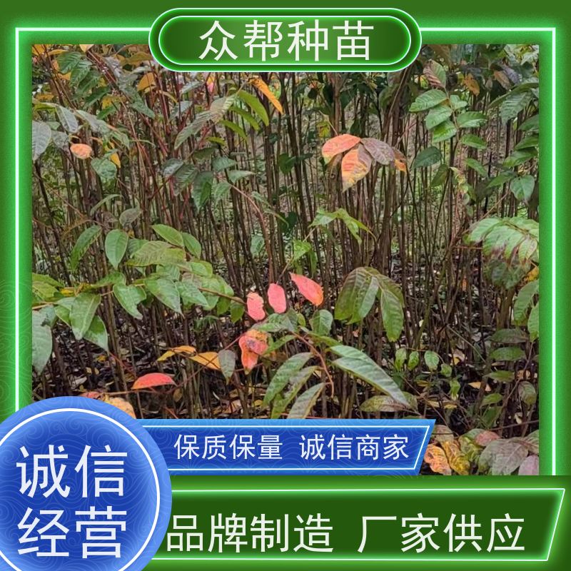 漆树苗 高50公分-100公分 漆树杯苗 经果林 无中间商