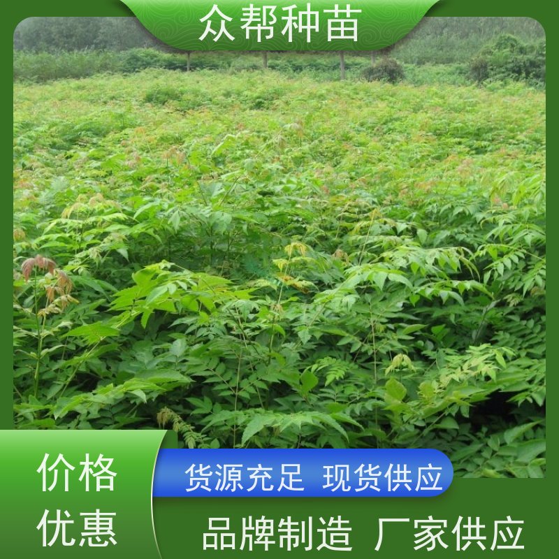 漆树苗 高50公分-100公分 栾树地苗 经果林 品种多样