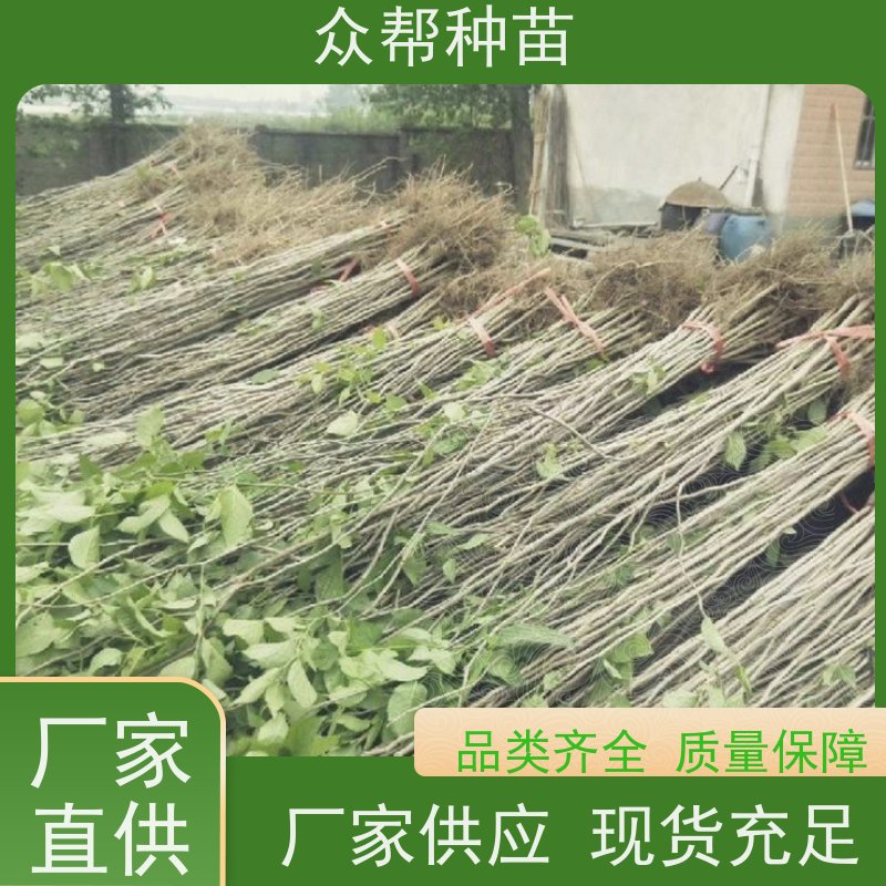 杜仲苗 地径0.8公分杯苗 杜仲地苗 工程绿化 源头基地批发