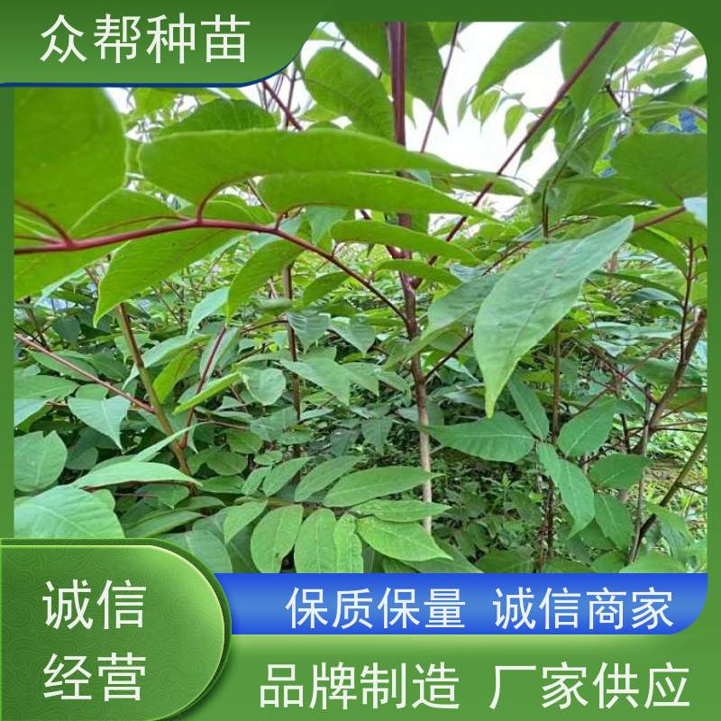 漆树苗 高50公分-100公分 漆树苗 工程绿化 苗圃基地直供