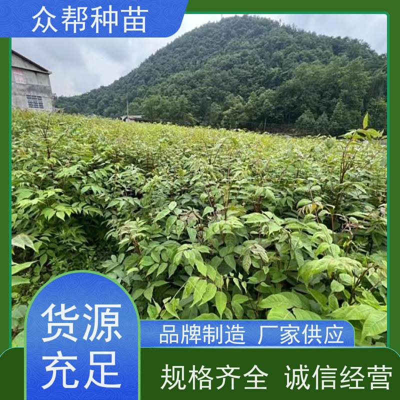 漆树苗 1-2年苗 漆树容器苗 乡村振兴苗木 规格齐全