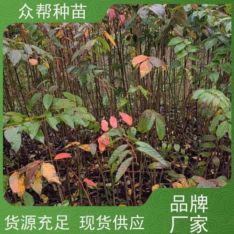 漆树苗 地径0.8公分杯苗 漆树地苗 国储林 苗圃基地直供
