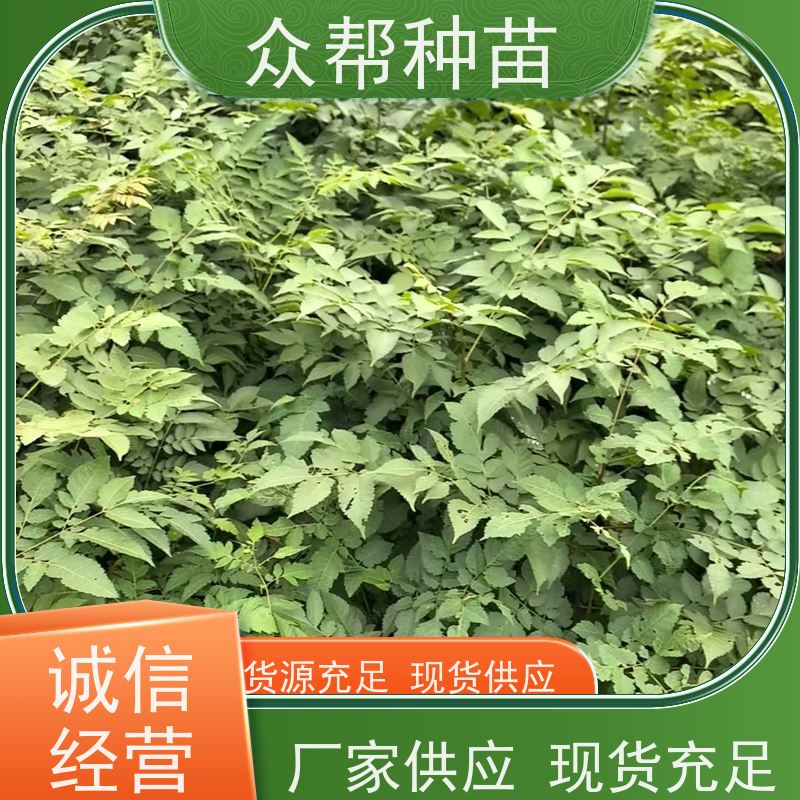 漆树苗 两年苗 栾树容器苗 乡村振兴苗木 货源充足