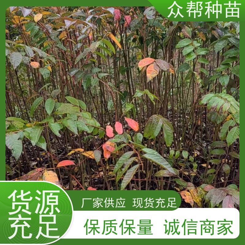 漆树苗 高50公分-100公分 漆树苗 造林苗 规格齐全