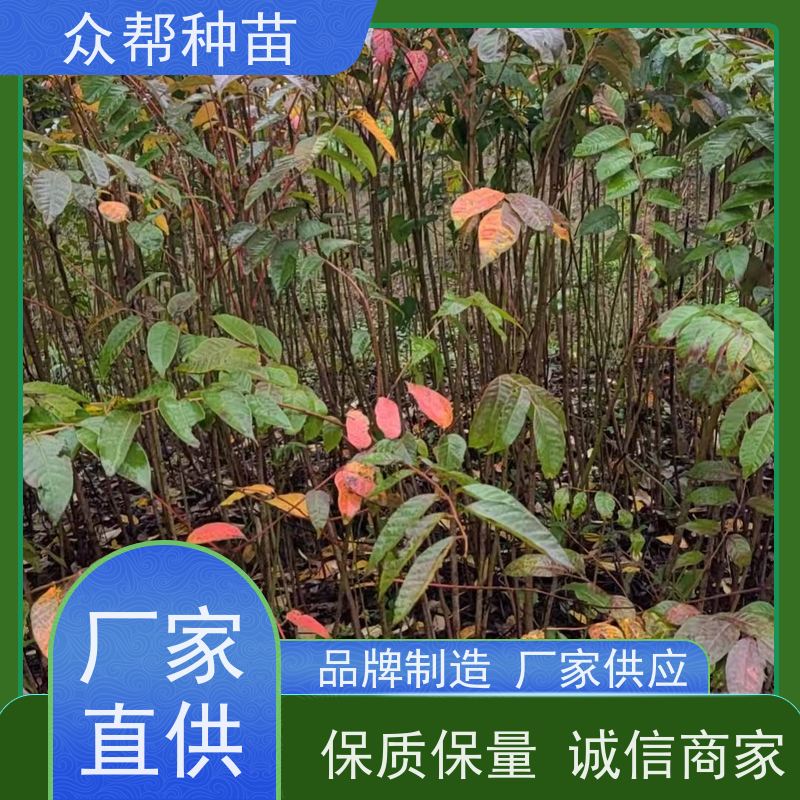 漆树苗 1-2年苗 漆树容器苗 乡村振兴苗木 无中间商