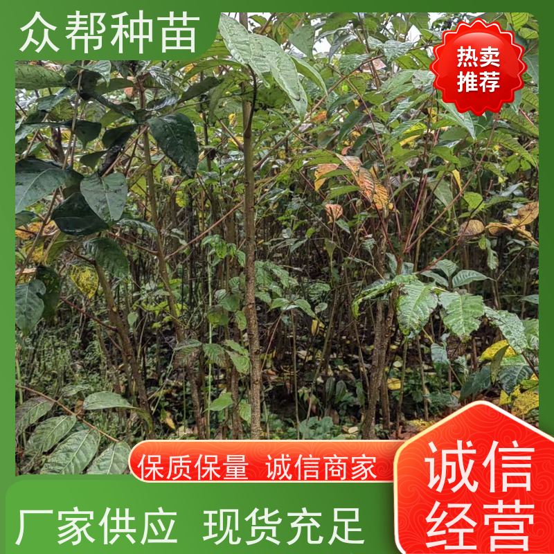 漆树苗 高50公分-100公分 漆树容器苗 经果林 规格齐全