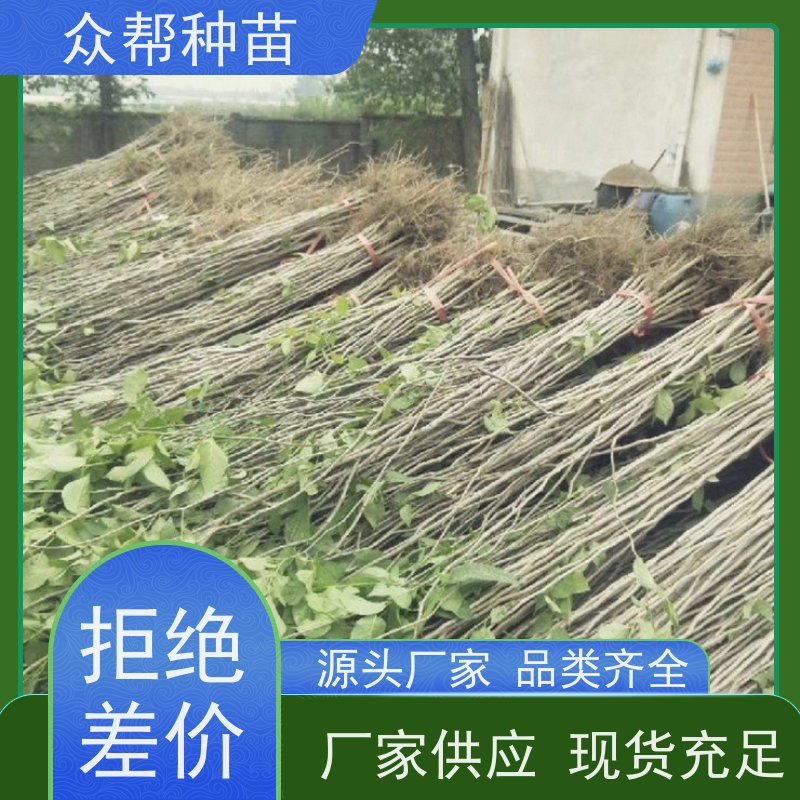 杜仲苗 地径0.8公分杯苗 杜仲苗求购 乡村振兴苗木 源头基地批发