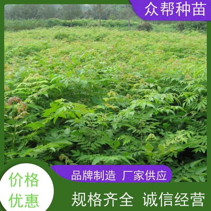 漆树苗 1-2年苗 栾树容器苗 国储林 苗圃基地直供