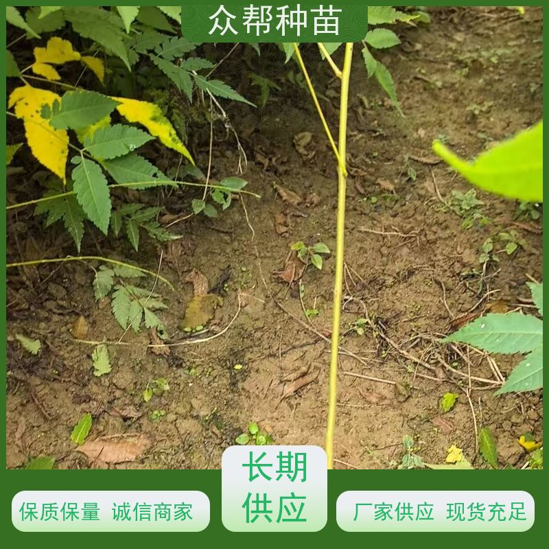漆树苗 高50公分-100公分 栾树苗 工程绿化 无中间商
