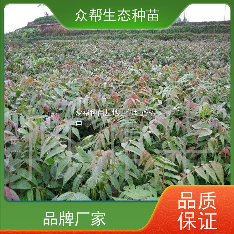 众帮生态种苗 35-40-45-50-60公分 椿树苗 常绿丛生植物 规格齐全