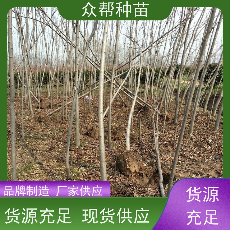 漆树苗 地径0.8公分杯苗 栾树地苗 工程绿化 品种多样