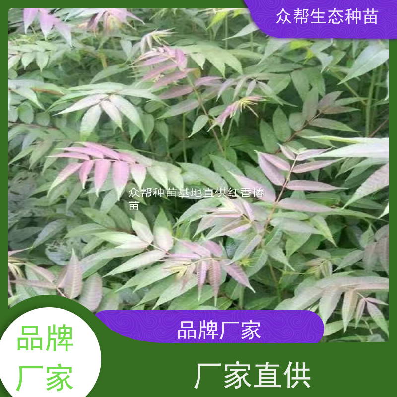 众帮 高80公分地经0.8公分 椿树苗 道路工程绿化风景树 源头基地批发