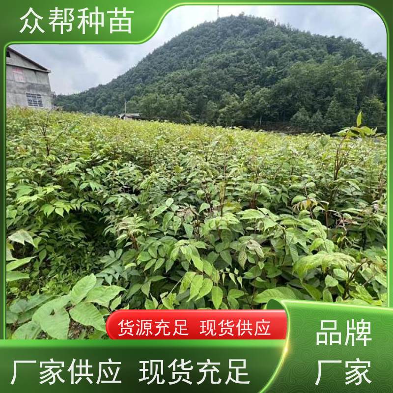 漆树苗 高50公分-100公分 漆树容器苗 工程绿化 苗圃基地直供