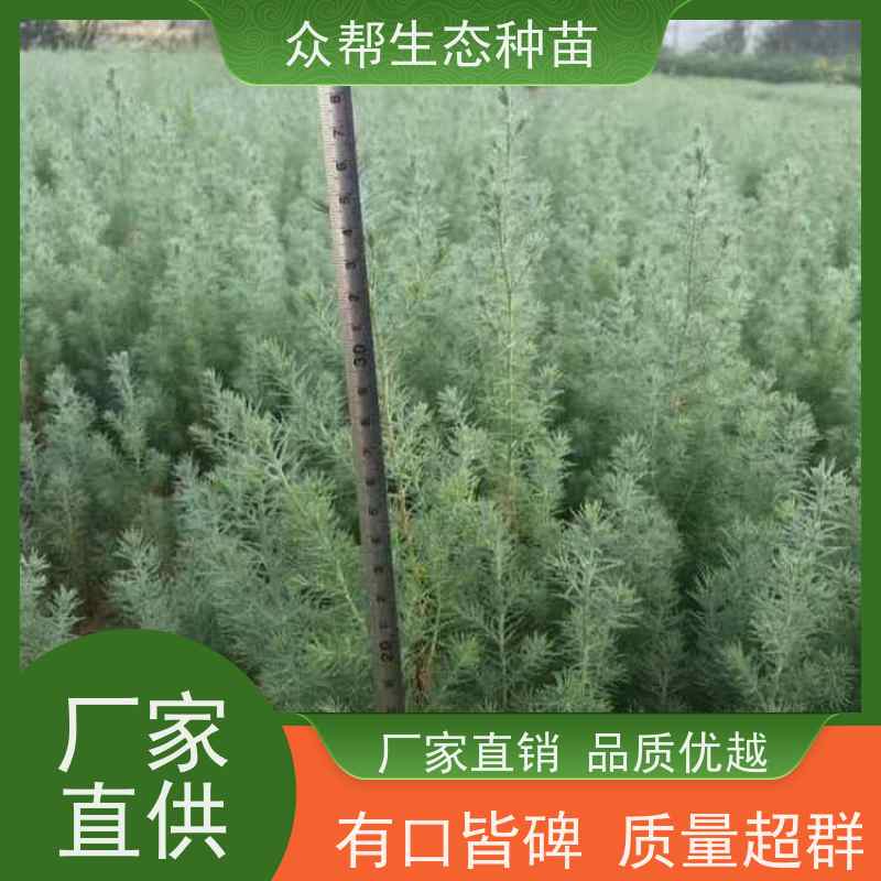 众帮生态种苗 种植基地 侧柏小苗 道路工程绿化风景树 规格齐全