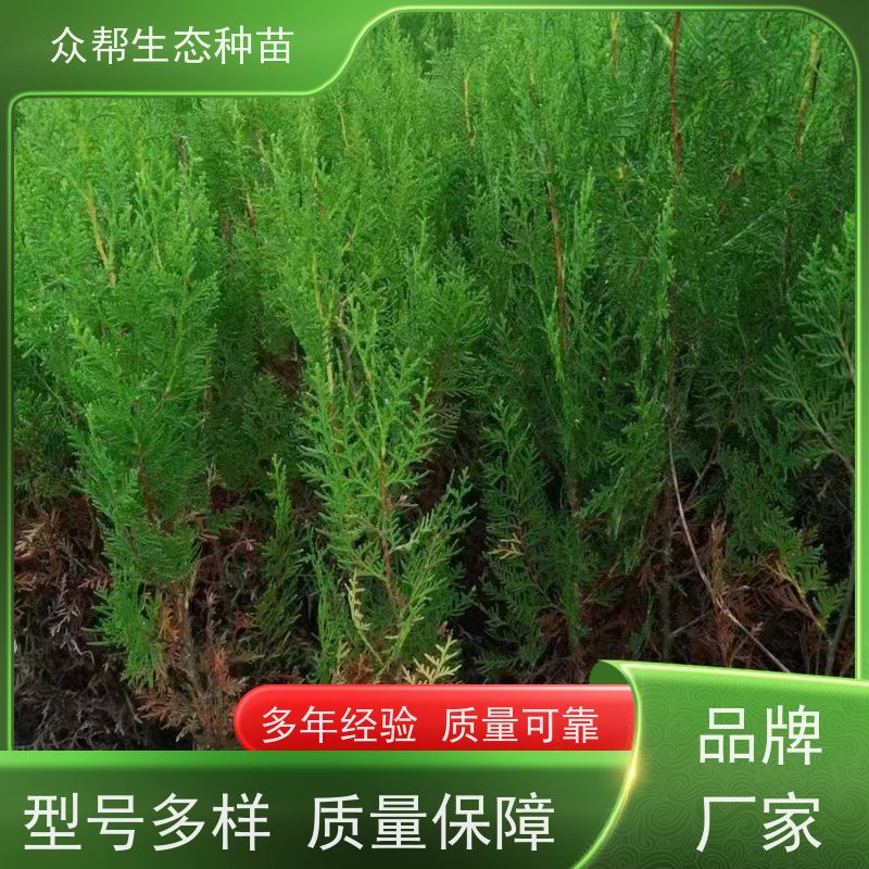 众帮生态种苗 基地直供 松柏树苗 工程绿化 品种多样 规格齐全
