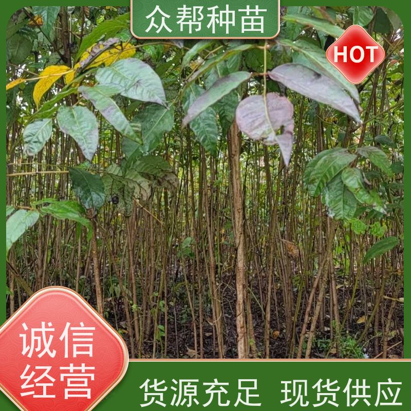 漆树苗 地径0.8公分杯苗 漆树容器苗 工程绿化 货源充足