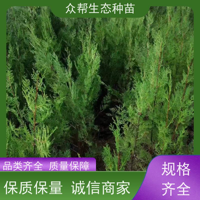 众帮生态种苗 基地直发 柏树幼苗 道路施工工程用苗 货源充足 