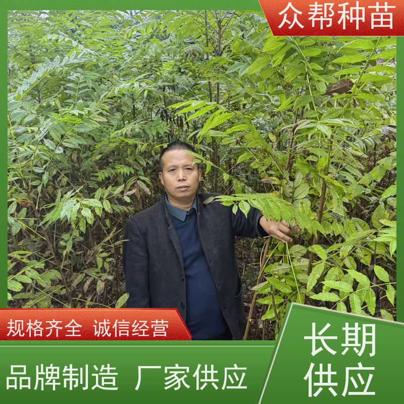 漆树苗 地径0.8公分杯苗 漆树地苗 荒山覆绿 品种多样