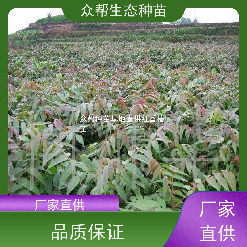众帮 地径0.8公分小杯苗 椿树苗 绿化造型树 耐寒抗盐碱