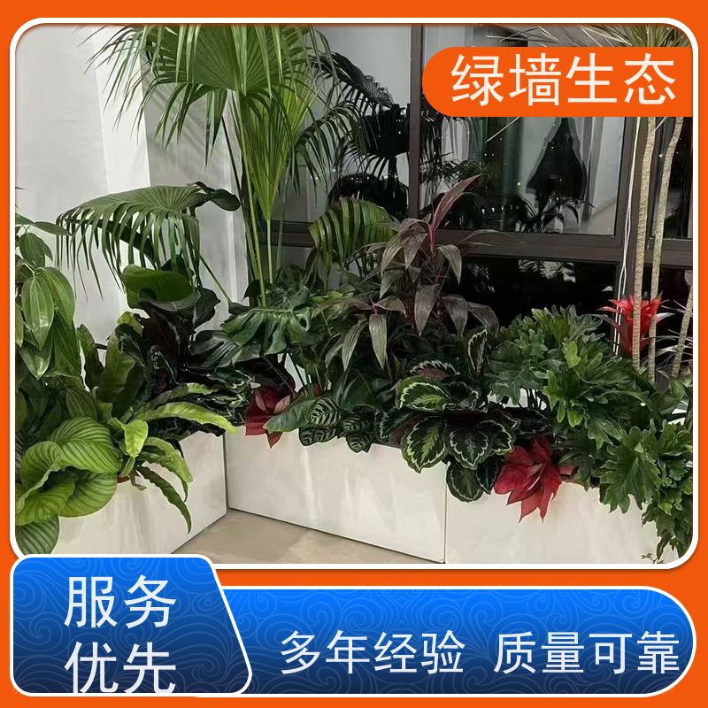 绿墙生态 造型松景松苗木庭院别墅小区绿.化乔木 室内景观墙