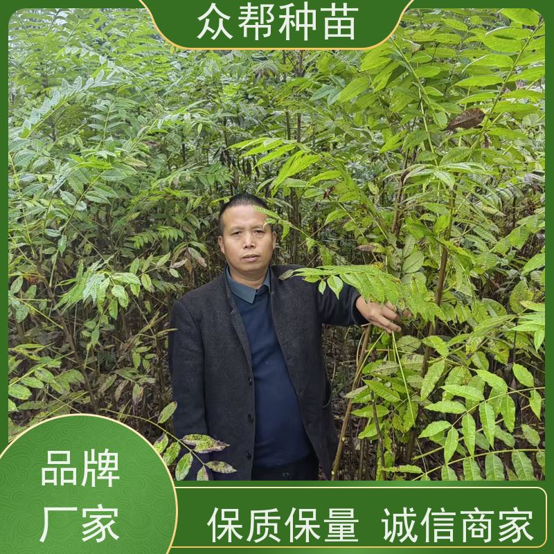 漆树苗 高50公分-100公分 漆树地苗 工程绿化 品种多样
