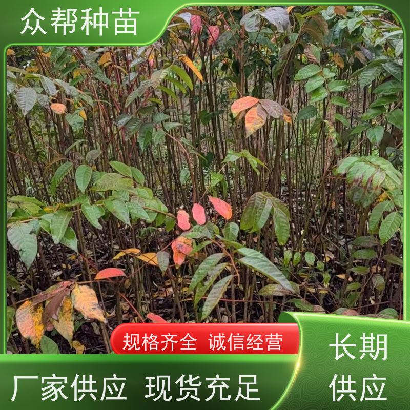 漆树苗 高50公分-100公分 漆树容器苗 工程绿化 无中间商