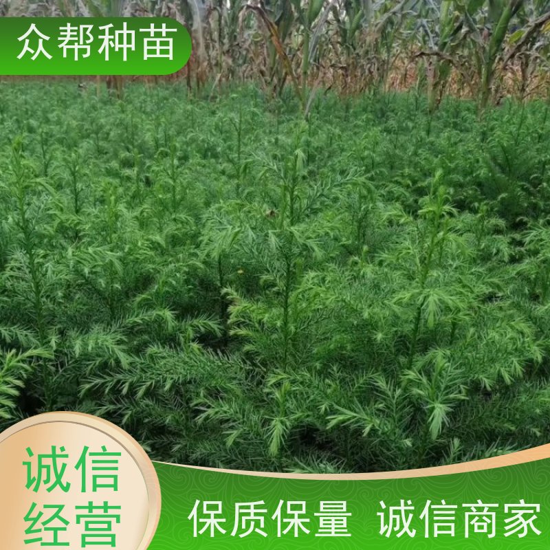 众帮种苗 裸苗及杯苗 柳杉地苗 造林苗 品种多样