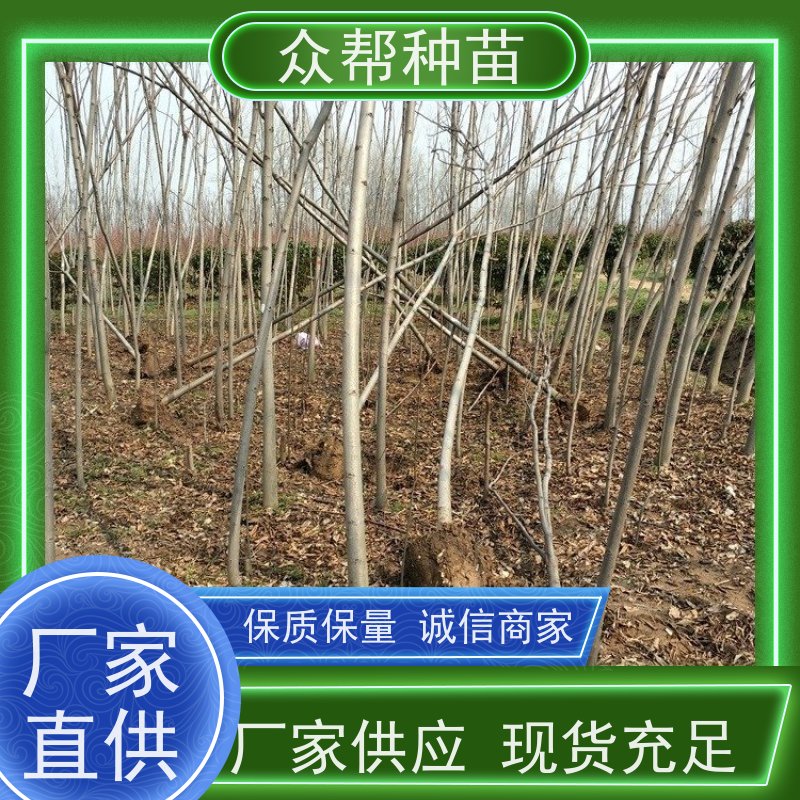 漆树苗 种苗基地 栾树地苗 乡村振兴苗木 无中间商