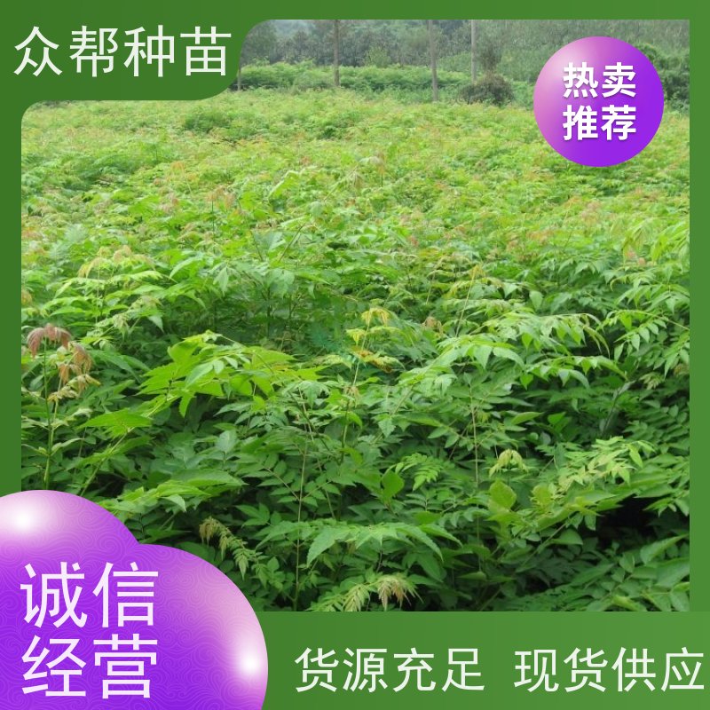 漆树苗 地径0.8公分杯苗 栾树容器苗 乡村振兴苗木 无中间商