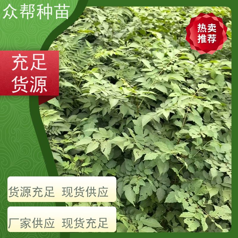 漆树苗 地径0.8公分杯苗 栾树容器苗 乡村振兴苗木 货源充足