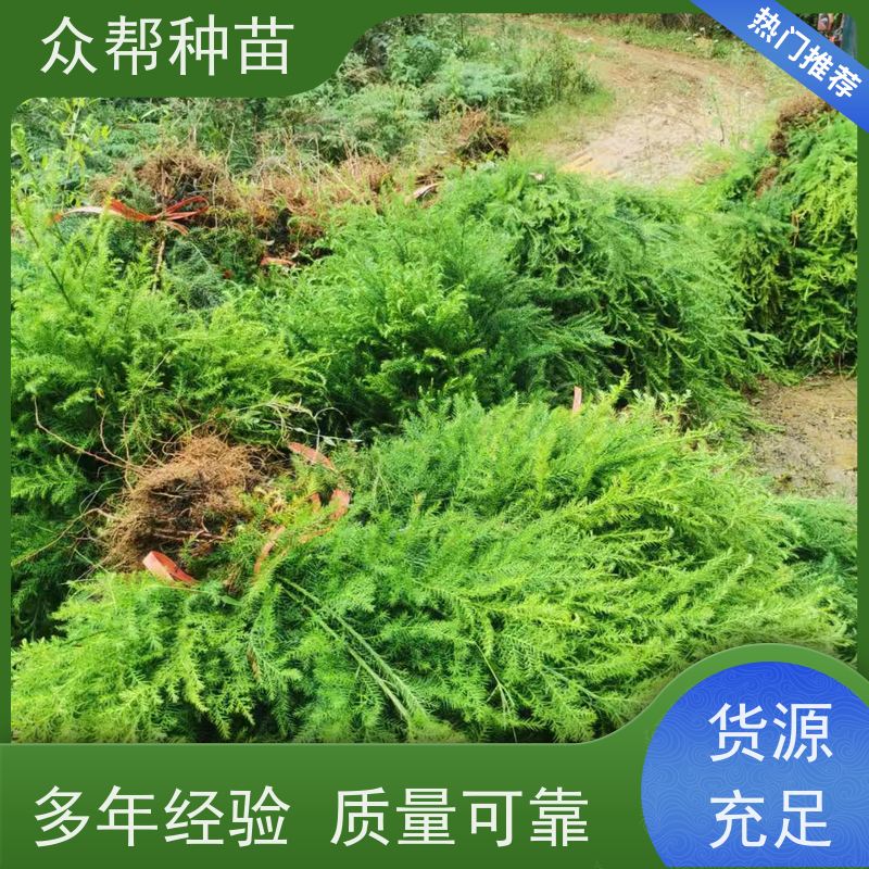 柳杉苗 高50公分-100公分 柳杉 工程绿化 货源充足