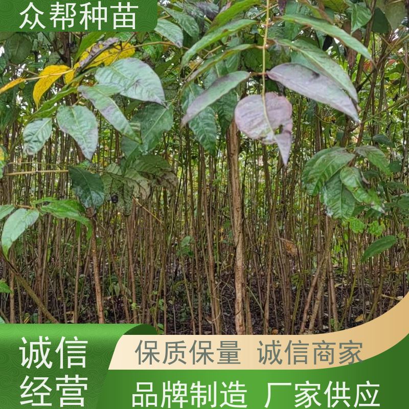 漆树苗 高50公分-100公分 漆树容器苗 造林苗 无中间商