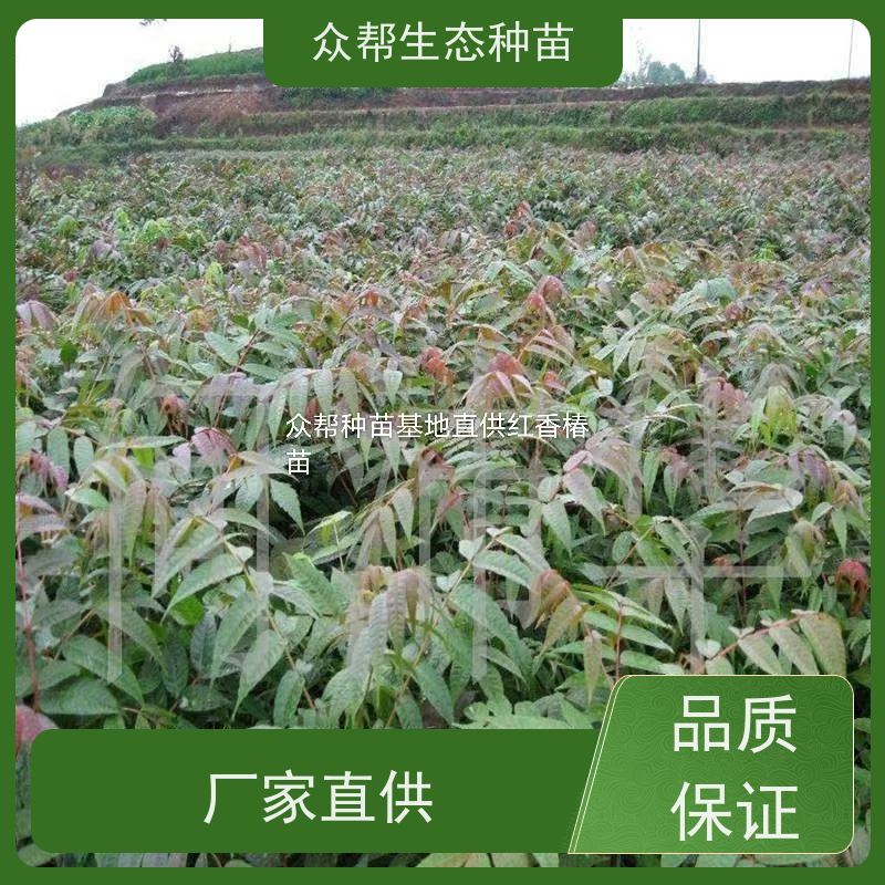 众帮 地径0.8公分小杯苗 椿树苗 观赏风景树 规格齐全