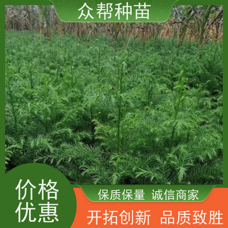 众帮种苗 高50公分-100公分 柳杉 经果林 苗圃基地直供