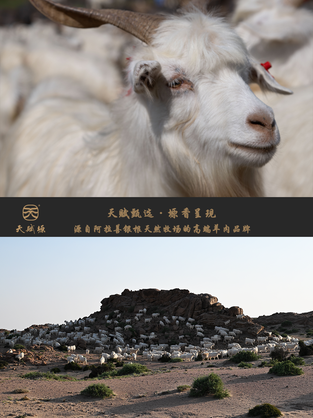 天賦塬國(guó)家地理標(biāo)志阿拉善白絨山羊戈壁天然牧場(chǎng)輕奢食材  視頻