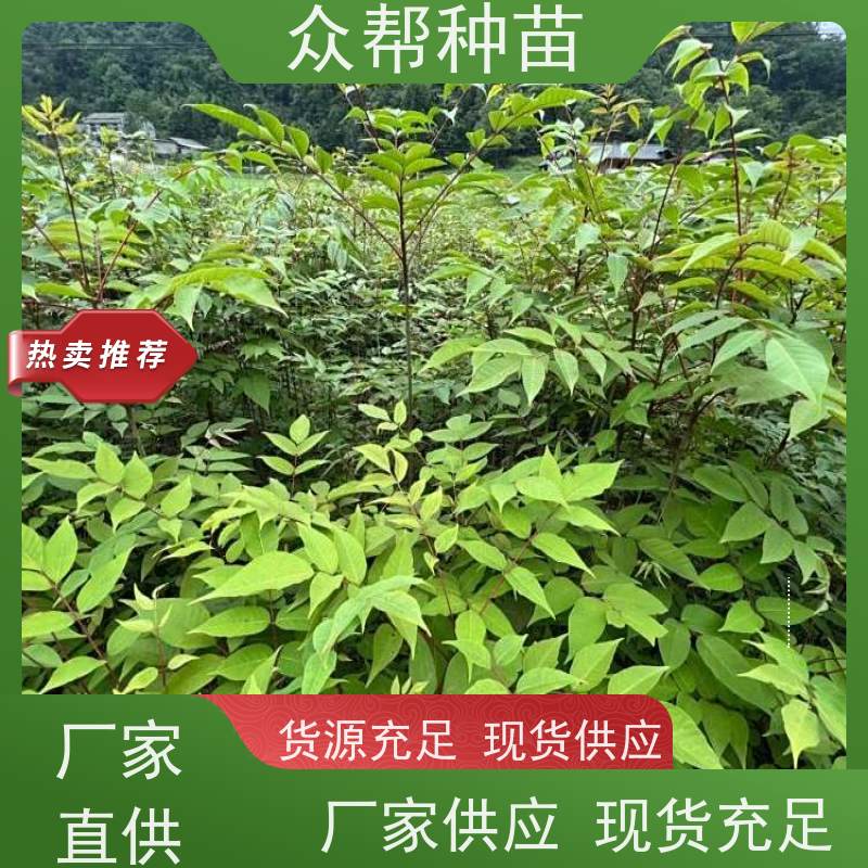 漆树苗 地径0.8公分杯苗 漆树苗 乡村振兴苗木 货源充足