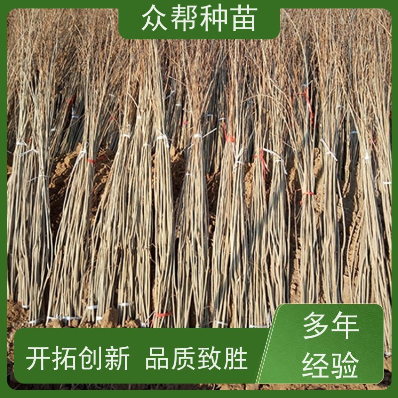 众帮种苗 地径0.8公分杯苗 刺槐苗 乡村振兴苗木 规格齐全