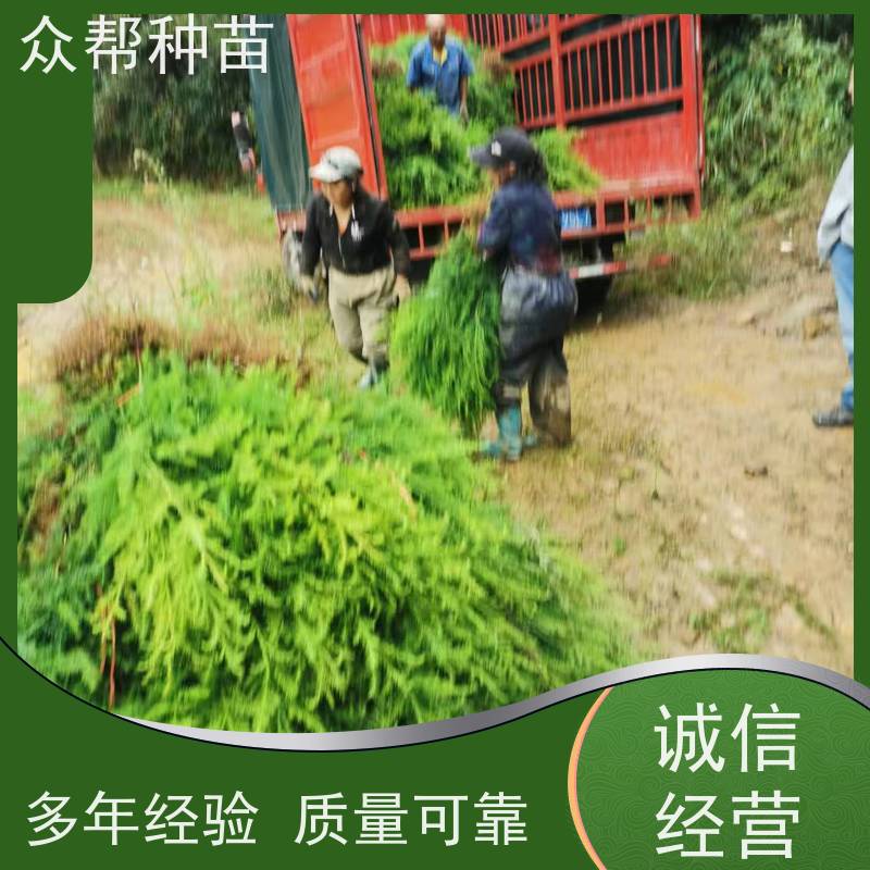 众帮种苗 高50公分-100公分 求购柳杉苗 乡村振兴苗木 货源充足