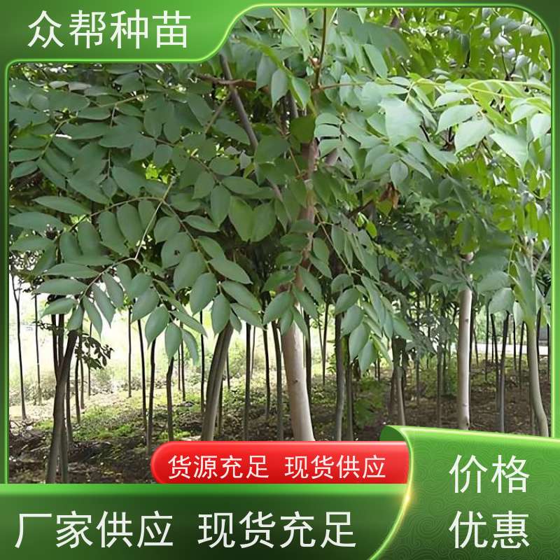 漆树苗 高50公分-100公分 栾树容器苗 工程绿化 规格齐全