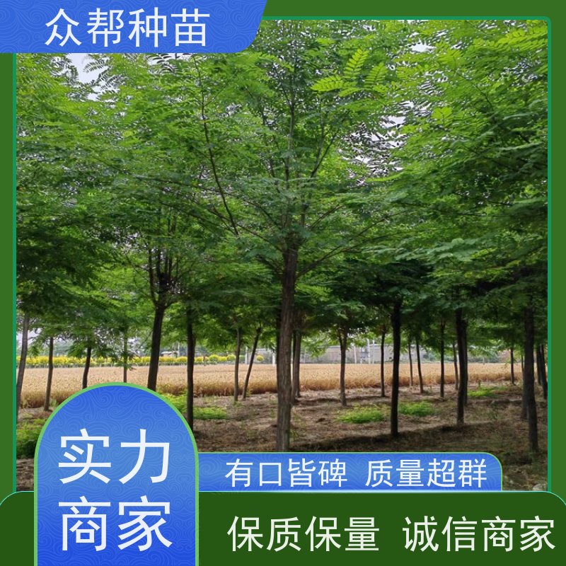 众帮种苗 地径0.8公分杯苗 刺槐裸苗 工程绿化 苗圃基地直供