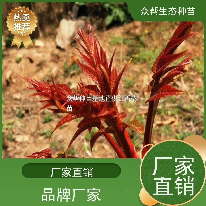 众帮生态种苗 地径0.8公分小杯苗 椿树苗 工程绿化 耐寒抗盐碱