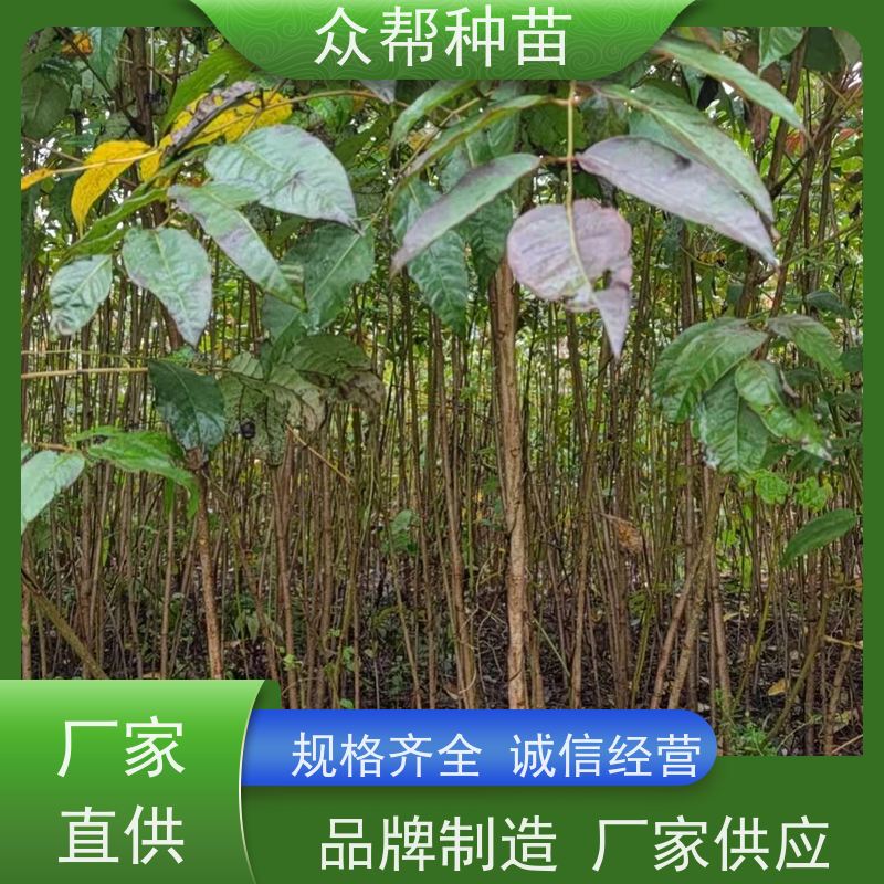 漆树苗 地径0.8公分杯苗 漆树苗 乡村振兴苗木 规格齐全