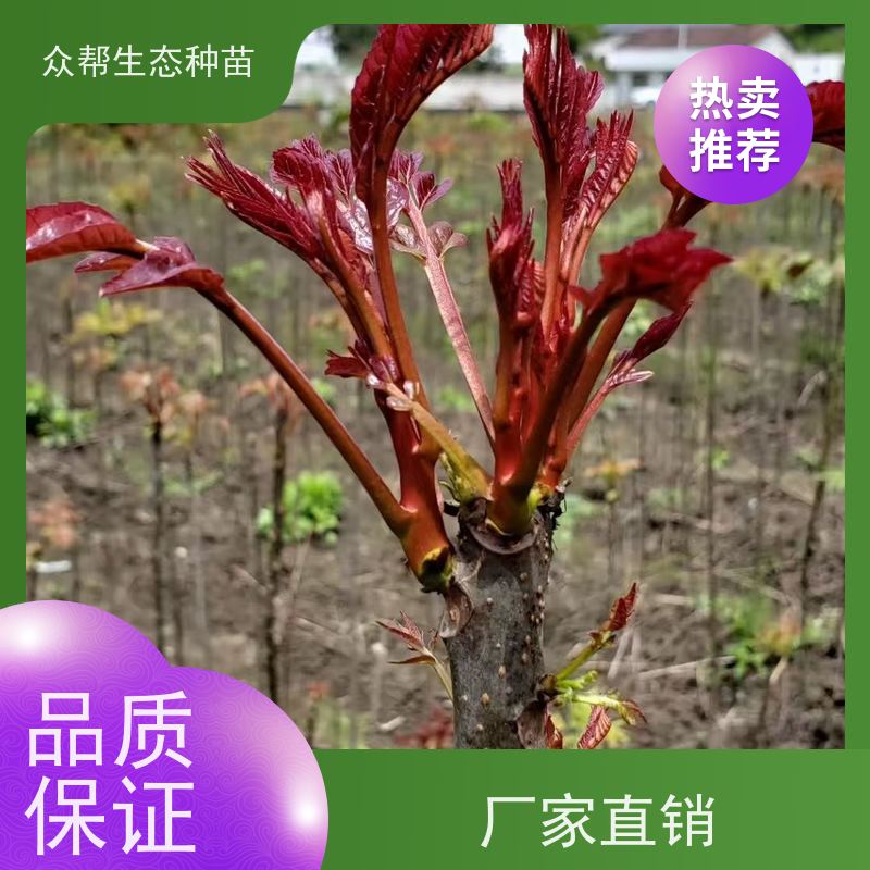 众帮生态种苗 高80公分地经0.8公分 椿树苗 绿化造型树 规格齐全