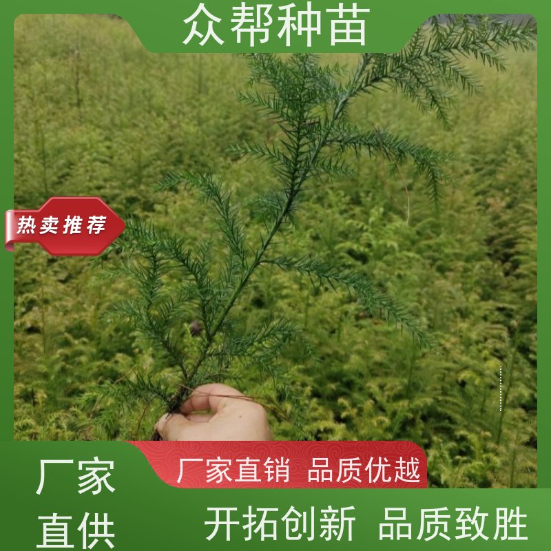 柳杉苗 高50公分-100公分 柳杉小苗 工程绿化 品种多样